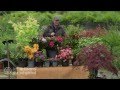 Comment planter un rhododendron camlia azale hortensia et autres plantes de terre de bruyre