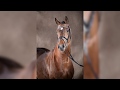 Paardenkranthorsesnl  stallions library