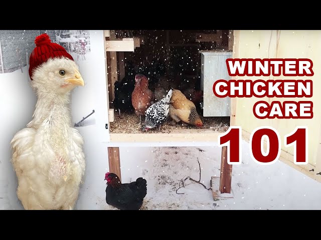 Keeping Chickens in Serious Winter - Northern Homestead