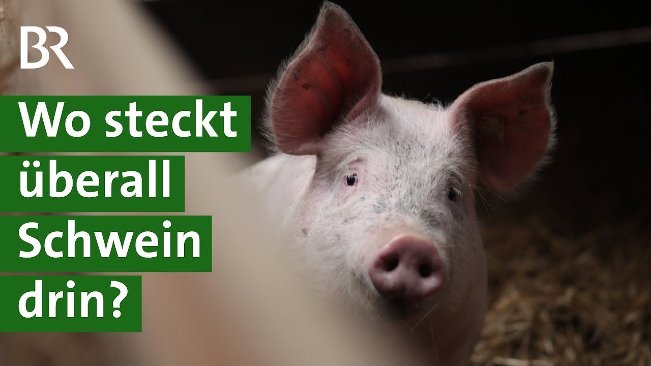 Das Leben als Schwein. Ganze Folge | Quarks