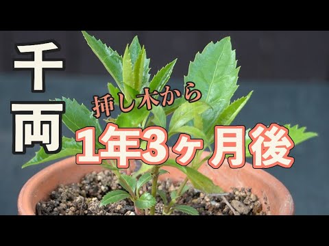 センリョウの挿し木をして1年3ヶ月後 新芽が出てきました Youtube