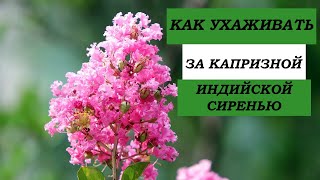 Как ухаживать за капризной индийской сиренью?