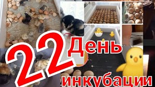 Чем пропоить цыплят в первые сутки жизни/Что вывелось😱на 22 сутки