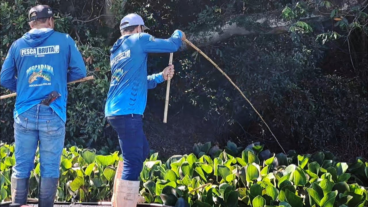 TRAÍRA GIGANTE , O RIO ENCHEU E NEN A VARA DE BAMBU AGUENTOU AS BRUTA/PESCARIA DE TRAÍRA/PESCA RAIZ.