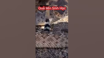 Âm Thanh Rùng Rợn Của Rắn Đuôi Chuông Cực Độc Ở Châu Mỹ #snake #rắnđộc #rắn #animals