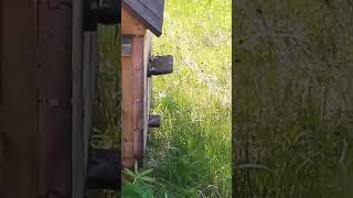 Лесные супер - пчелы заселили улей!