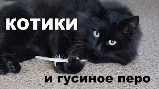 Котики и гусиное перо