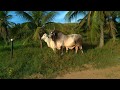 Soltando as vacas para o pasto após a ordenha, primeiro e segundo lote apos os bezerros mamarem.