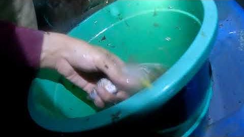 Tìm hiểu nghề soi cá thòi lòi ban đêm thấy được cảnh tàn phá rừng đước