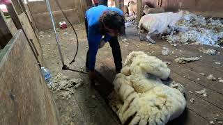 Oregon USA June Shearing June 2023