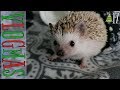 Hedgehog Munching &amp; Piggie ASMR (VLOGMAS #17)