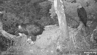 Fraser Point Eagles🦅 Could Be Ryder... or Not‼️ What Do You Think❓ explore |  2026 Jul 10