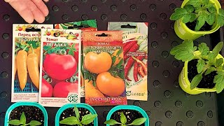 Необходимая перевалка томатов для раннего урожая.