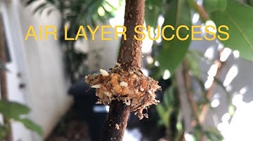 LYCHEE /LONGAN  PROPAGATION HOW TO AIRLAYER FOR BEGINNERS | UPDATE | SUCCESS!