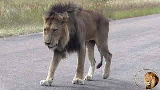 Mfowethu Brother Of Casper The White Lion Is OK