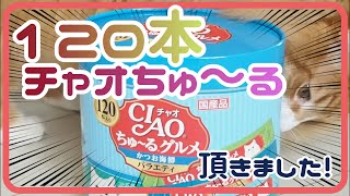 【120本】チャオちゅ～るを頂いた結果｜ノルウェージャンフォレストキャット by まどろみのノルウェージャン's 73 views 2 years ago 3 minutes, 16 seconds