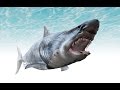 Easy Shark Modeling Google Sketchup