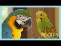 How to Introduce Two Parrots