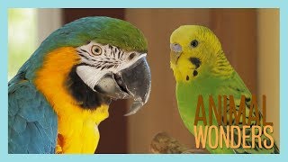 How to Introduce Two Parrots