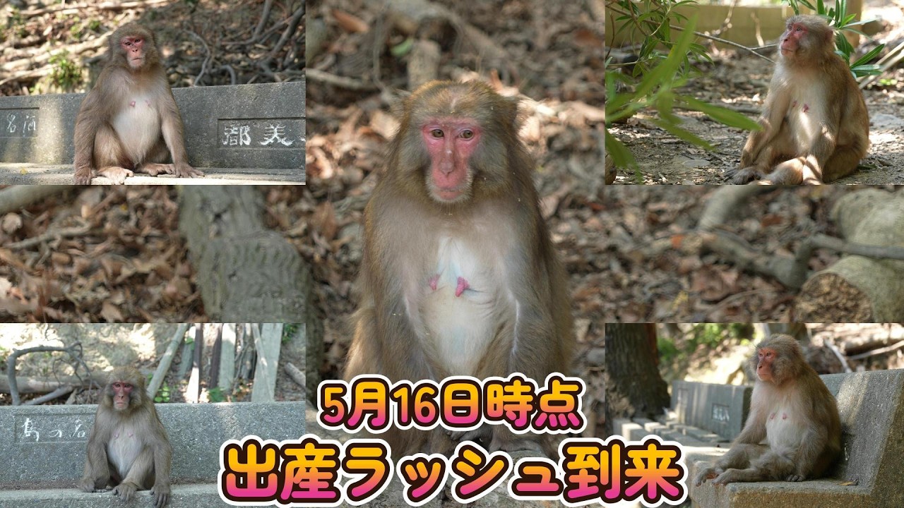 赤ちゃん・ニホンザル・4K動画】2026年春・出産カウントダウン5選