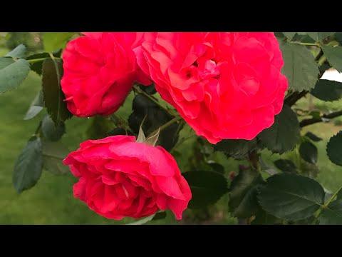 Как пересадить розу