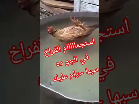 الجو ده محتاج كده والله الطقس اكسبلور  دويتو دواجن