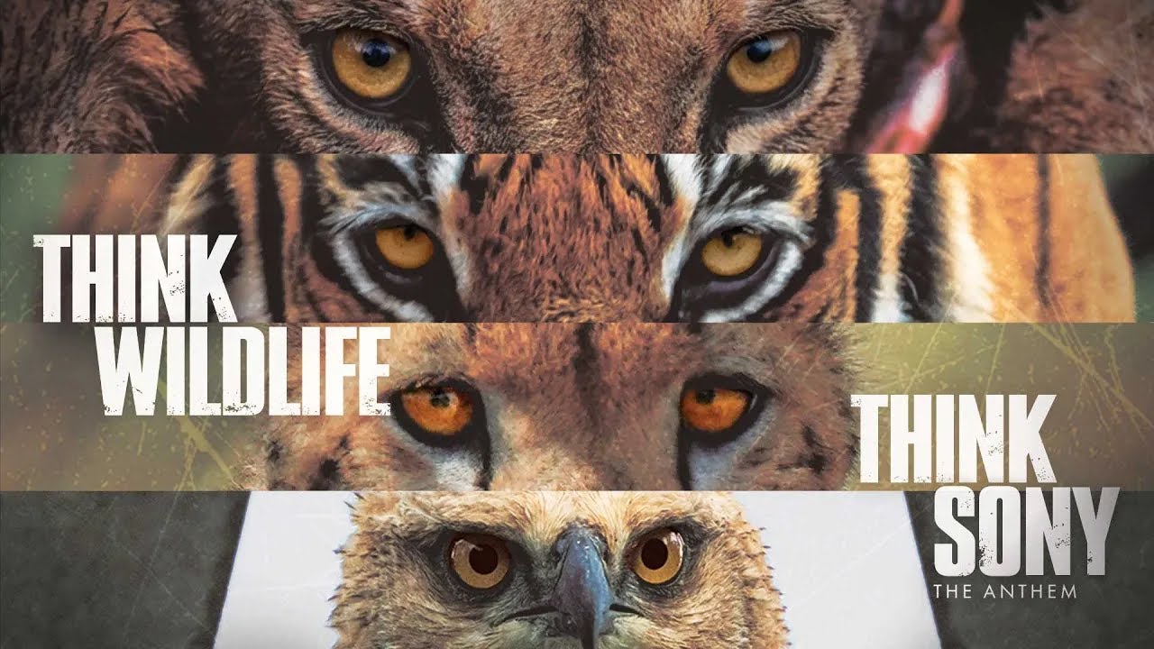 Think Wildlife, Think Sony