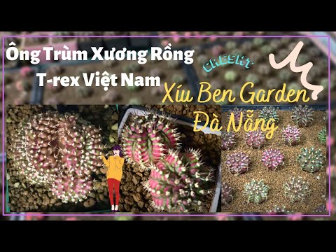 Video Ghé Thăm Vườn Xương Rồng Xíu Ben Garden Đà Nẵng |... - youtube