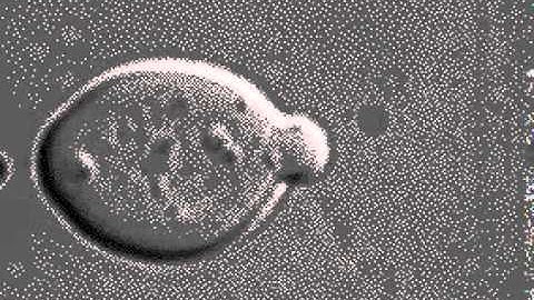 Anthony Bretscher, PhD - One division cycle in budding yeast