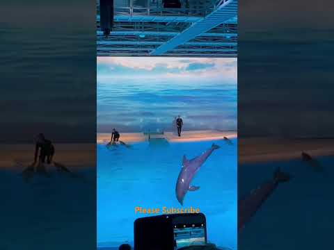 #dolphin #kolmården