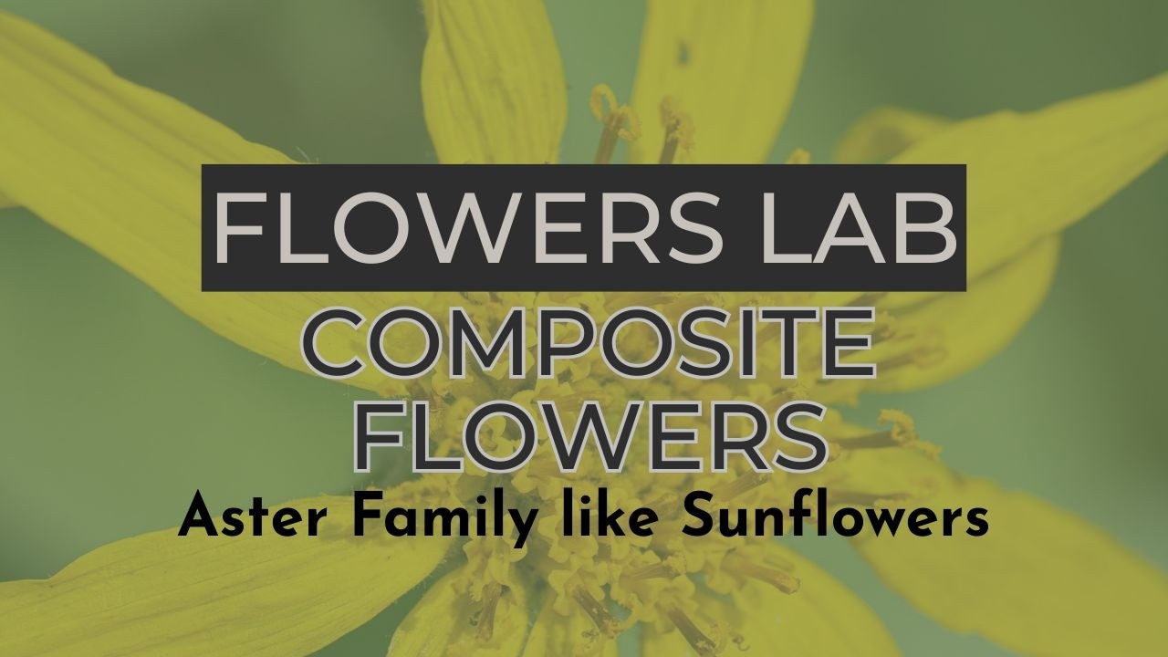 Flowers Lab: Composite Flowers