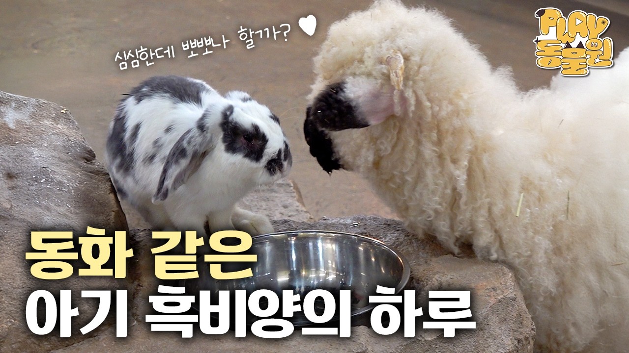 Хоппи-хоп💕 Детёныш чёрной овцы свободно разгуливает по зоопарку?!