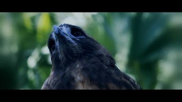 Tutoriales Vegas Pro 9.0 y 10.0 // Film Look #10