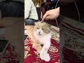 Cat chill