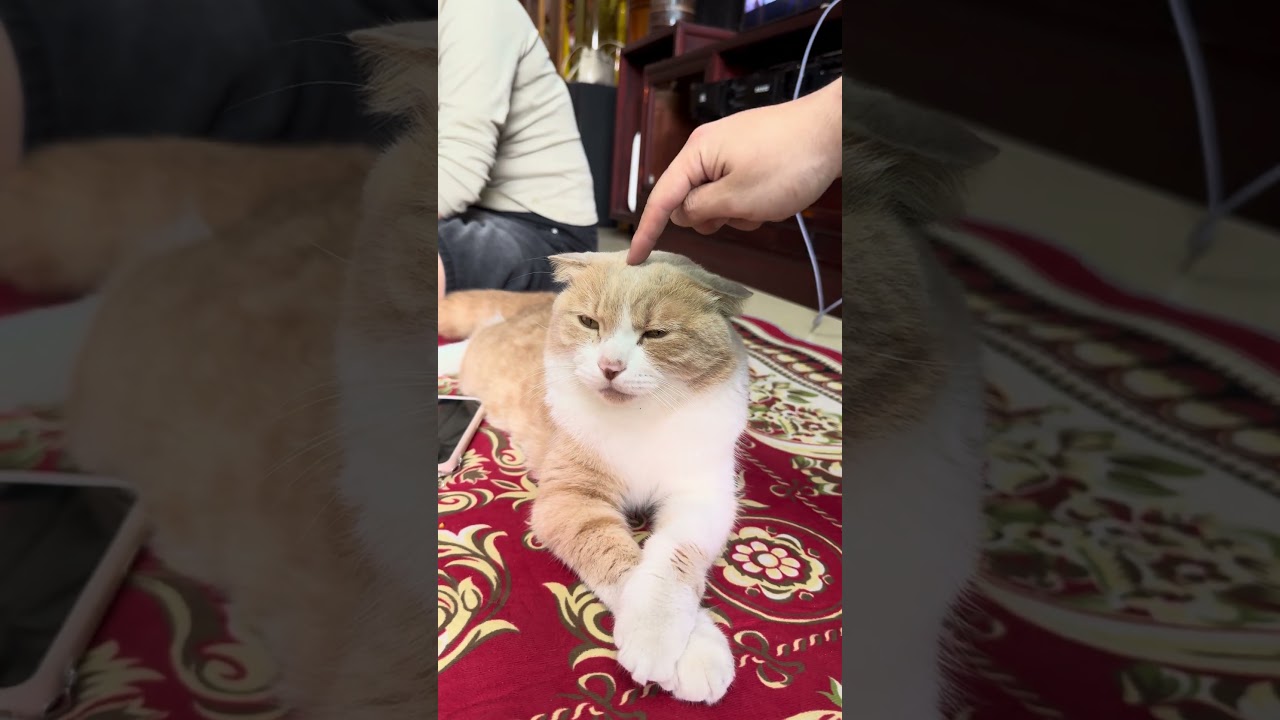 Cat chill