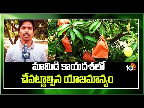 Mango Farming | మామిడి కాయదశలో చేపట్టాల్సిన యాజమాన్యం | Matti Manishi | 10TV News - 10TVNEWSTELUGU