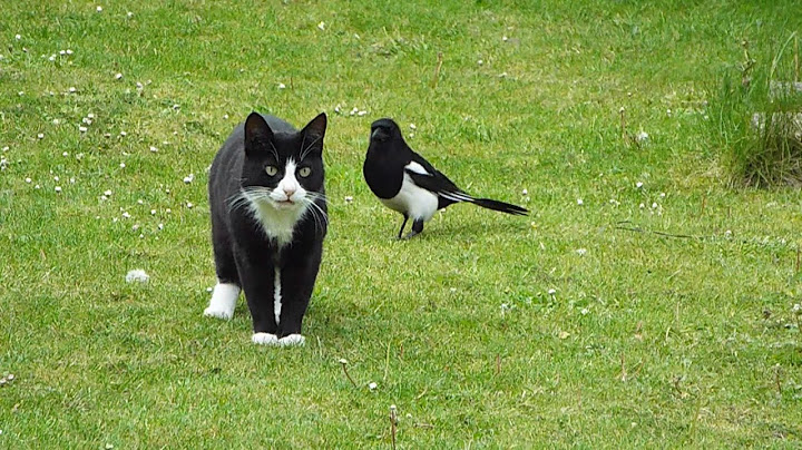Magpie Teasing Cat (Full Footage)