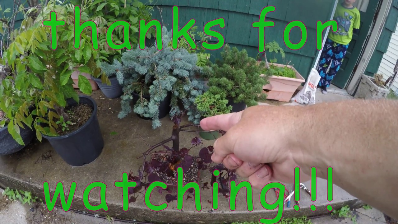 how to pot bonsai tree into pot from huge nursery pot with massive root