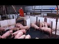 В Кировской области отменён карантин по африканской чуме свиней (ГТРК Вятка)