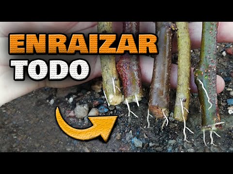 Video: Plantar ramas de árboles: cómo echar raíces en esquejes de ramas