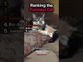 Ranking the Funniest Cat Moment Ever 🐈 😻 #cats #comedy #funny #ranking #catvideos #shorts #viral