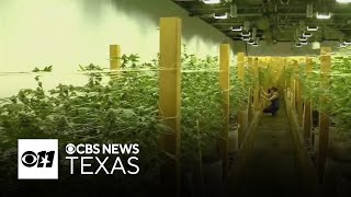 Trump administration reclassifies medical marijuana as lower-risk drug