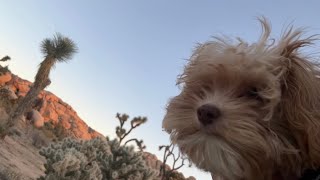 Puppy Obi discovers Joshua Tree by Office Dog Snoopy (and Obi his new intern) :) 58 views 7 months ago 45 seconds