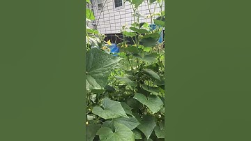 Cucumbers on cattle panel trellis