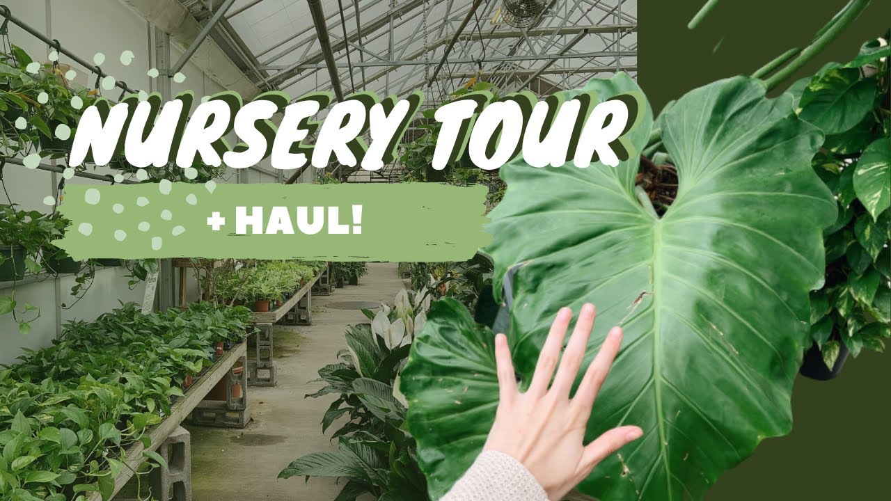 HOUSEPLANT HAUL houseplant nursery tour richmond va YouTube