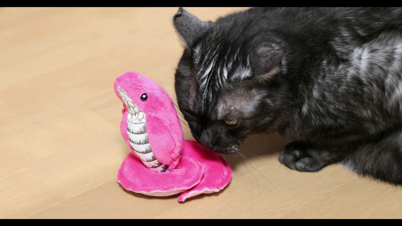 猫たちの様子（2019年11月）その2