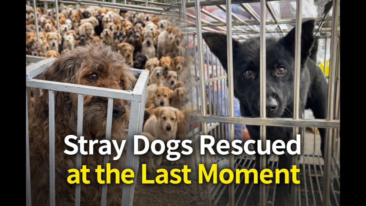 Stray Dogs Rescued at the Last Moment – Heartbreaking Shelter Story ...