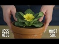Trik uz koji vam cvijeće neće uvenuti (VIDEO)