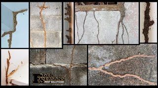 How to Identify Termite Mud Tubes