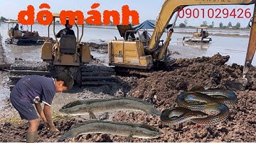 Máy Ủi Và Xe Cuốc Phá Bờ Kênh Bắt Được Rắn, Cá Lóc Mùa Nước Nổi